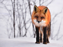 9 марта в Морозовске станет чуть прохладнее