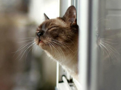 Среда порадует морозовчан теплой и солнечной погодой