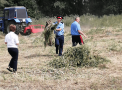 Почти 100 килограммов конопли уничтожили в Гагаринском сельском поселении