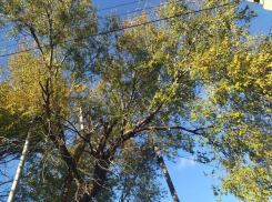 Работы по опиловке аварийно-опасного дерева на улице Ворошилова будут выполнены до 1 декабря, - администрация Морозовского района