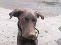 «Хозяева, отзовитесь»: ласковую породистую собаку нашли в Морозовске 