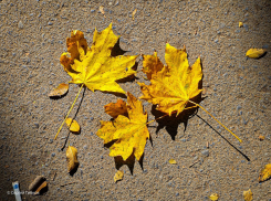 Последние теплые дни в Морозовске