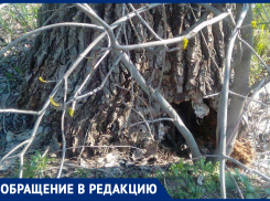 Дерево на пересечении улиц Калинина и Гладкова в Морозовске трещит при малейшем ветре 