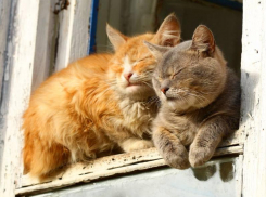 Пятница в Морозовске окажется по-летнему теплой