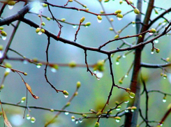 Снова дождь: последний рабочий день недели в Морозовске будет пасмурным