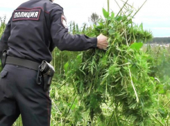 Дикорастущая конопля обернется для морозовчан штрафами