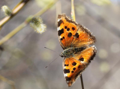 Пасмурно, но тепло будет в Морозовске в четверг, 6 апреля