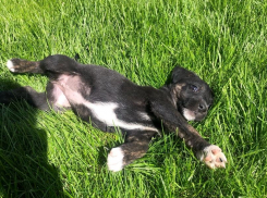 Умный щенок по кличке Текила со сложной судьбой ищет дом