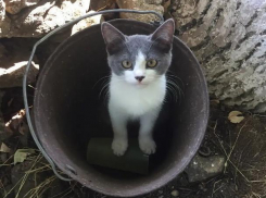 Во время экспедиции к лагерю, где работала историк из Морозовска, прибился котенок с поврежденными лапками