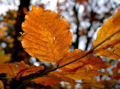 Хорошая теплая погода ожидает морозовчан на грядущей неделе