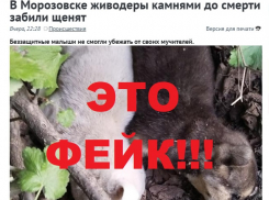 История про забитых камнями щенят в Морозовске оказалась фейком