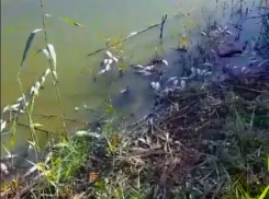«Сердце кровью обливается»: очередной мор рыбы сняли морозовчане на реке Быстрая 