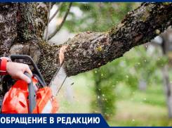 Зачем спилили деревья около детского сада «Родничок»? - морозовчанка