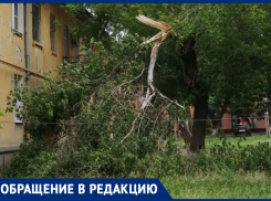 Старые деревья сломало ветром на улице Истомина
