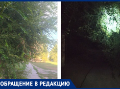 Хотя бы ветки деревьев над тротуарами постригут к началу учебного года? - морозовчане
