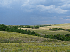 10 краснокнижных видов растений собрал в себе памятник природы «Осиновая балка» в Морозовском районе