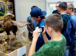 Чучело белохвостого орлана из Морозовска покорило юных посетителей фестиваля музеев Дона  