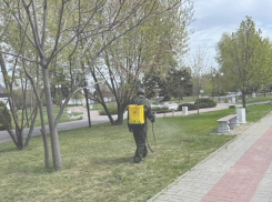 Городской парк Морозовска временно закроют для проведения обработки территории