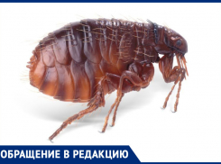 В подвале дома 126 на улице Кирова завелись блохи