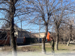 Морозовск готовится к массовой обрезке деревьев на одной из центральных улиц