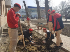 100 кустарников бирючины обыкновенной высадили морозовчане в областной весенний День древонасаждения