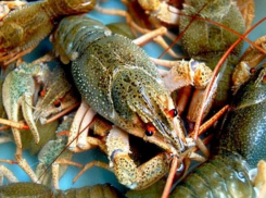 Машину с раками без документов снова задержали в Морозовске