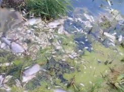 Массовая гибель рыбы произошла в реке Быстрая Морозовского района 