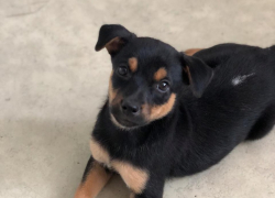 Эль будет вас встречать с работы с счастливой мордочкой и виляющим хвостом