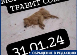 Будьте бдительнее: травить бездомных собак продолжают в Морозовске 
