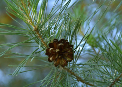 Штраф до 5000 рублей заплатят дончане за незаконную вырубку хвойных деревьев