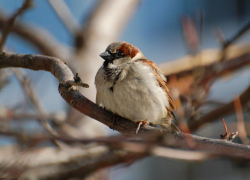 Переменную облачность и до +3 градусов тепла обещают морозовчанам днем, 4 января