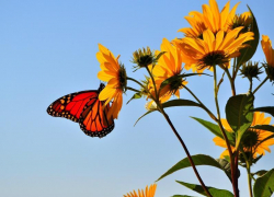 До +32 градусов тепла обещают морозовчанам в конце недели