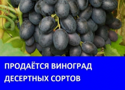 Продается виноград в Морозовске