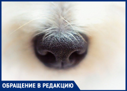 Собаки, которых отловили на рынке, за много лет никого не тронули, - морозовчанка переживает, что в приюте с животными может случиться что-то плохое