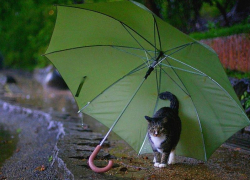 Небольшой дождь ожидает морозовчан в пятницу, во второй половине дня