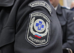 Перевозку животноводческой продукции по подложным документам часто пресекали в Морозовском районе в августе