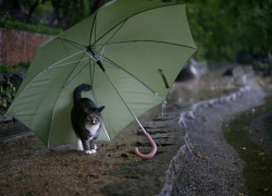 Небольшой дождь обещают морозовчанам в четверг, 12 августа