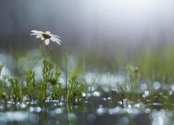 Субботний день в Морозовске будет прохладным и таким же пасмурным