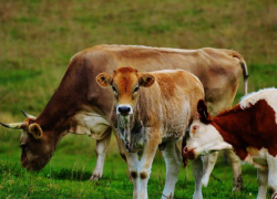 Жителей Гагаринского сельского поселения предупредили о недопущении  безнадзорного выпаса крупого и мелкого рогатого скота