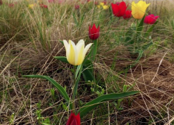 Не срывай, подумай! Дикие тюльпаны, произрастающие в Морозовском районе находятся на грани исчезновения