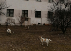 Командование Морозовского гарнизона направило запрос управляющей компании  УК "Суворовец" на организацию отлова бродячих собак