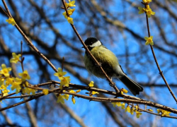 Ясная и теплая погода будет стоять в Морозовске с четверга и до конца недели