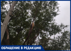 Дерево на улице Ворошилова разрослось и стало угрозой для окружающих