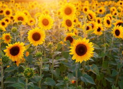 Очень жарко будет в Морозовске в четверг