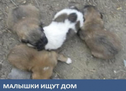 Малышки ищут новый дом