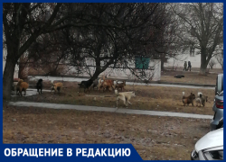 Отлавливать собак в "Тексере" городская администрация не может