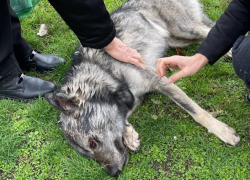 «Это жестокое преступление»: в Ростовской области в мусорном баке был найден израненный пес с пулями в теле и поволокой на шее