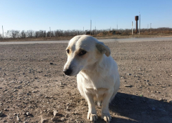 Потерянная год назад собака нашлась в Морозовске благодаря случайной фотографии  