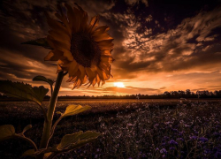 Пасмурную, но сухую погоду обещают морозовчанам в пятницу