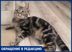 Пропал кот по кличке Симба: нашедшего просят вернуть за вознаграждение